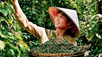 Giá tiêu hôm nay 16/8: Thị trường trong nước ảm đạm