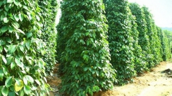 Giá tiêu hôm nay 28/8: Thị trường trong nước ảm đạm