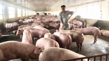 Giá lợn heo hơi hôm nay 31/8: Thị trường ảm đạm