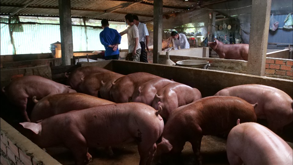 Giá lợn heo hơi hôm nay 3/9: Giữ nguyên không đổi