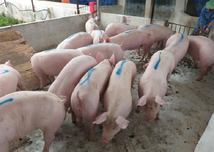 Giá lợn heo hơi hôm nay 4/9: Tăng – giảm trái chiều