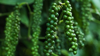 Giá tiêu hôm nay 5/9: Duy trì mức ổn định
