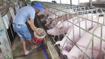Giá lợn heo hơi hôm nay 5/9: Đồng loạt đi ngang ở cả ba miền