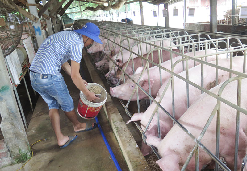 Giá lợn heo hơi hôm nay 5/9: Đồng loạt đi ngang ở cả ba miền