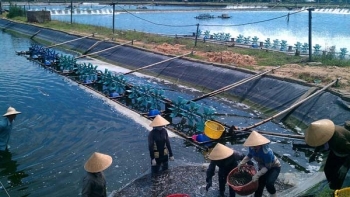 Bến Tre: Tích cực triển khai Đề án Bảo vệ môi trường trong hoạt động thủy sản giai đoạn 2022-2030