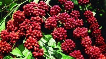 Giá cà phê hôm nay 6/9: Giữ ổn định