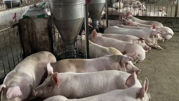 Giá lợn heo hơi hôm nay 6/9: Thị trường duy trì ổn định sau dịp nghỉ lễ