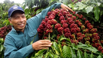 Giá cà phê hôm nay 7/9: Giảm 300 đồng/kg