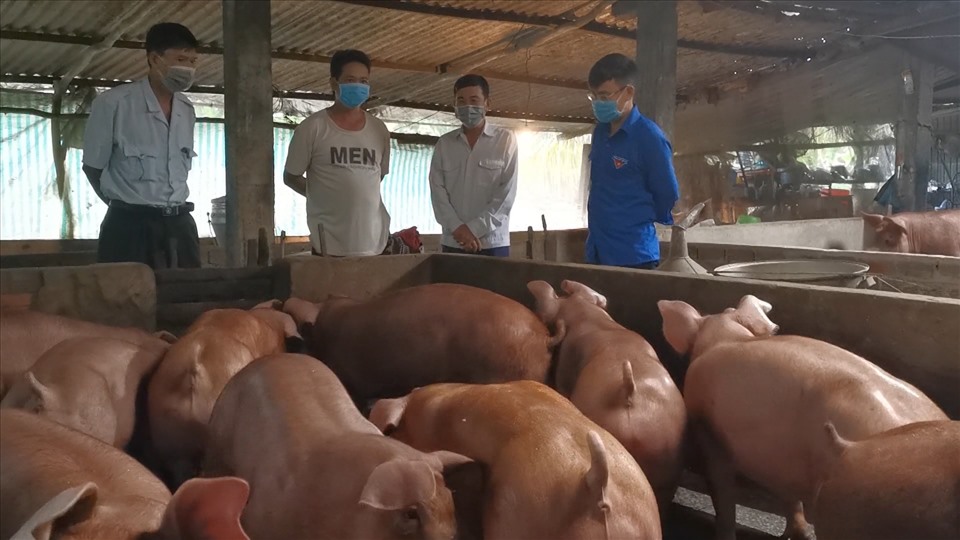Giá lợn heo hơi hôm nay 8/9: Thị trường tiếp tục biến động