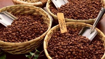 Giá cà phê hôm nay 9/9: Giảm 200 đồng/kg