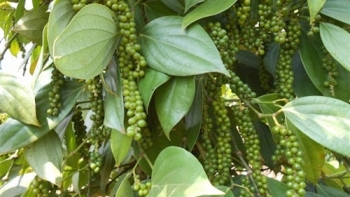 Giá tiêu hôm nay 10/9: Thị trường có xu hướng đi ngang