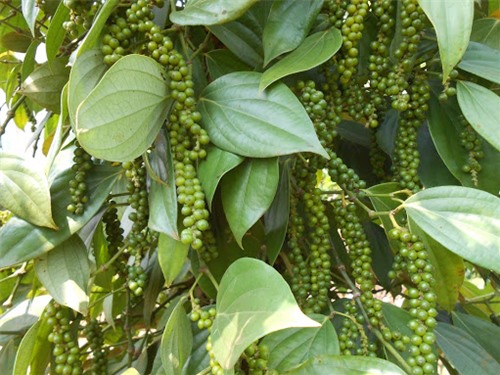 Giá tiêu hôm nay 10/9: Thị trường có xu hướng đi ngang