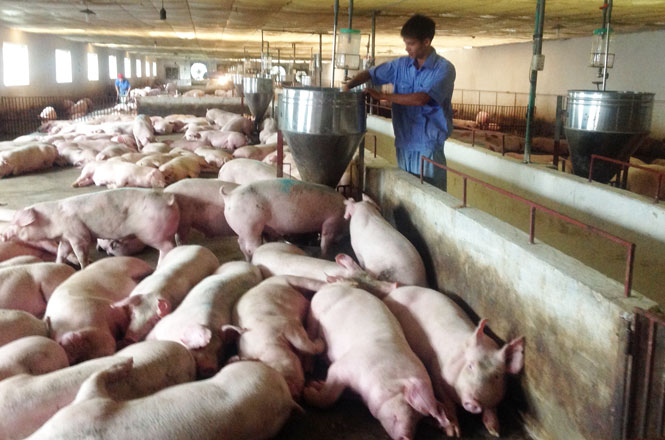 Giá lợn heo hơi hôm nay 11/9: Thị trường tuần qua diễn biễn ảm đạm