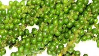 Giá tiêu hôm nay 19/9: Thu mua cao nhất ở mức 67.500 đồng/kg