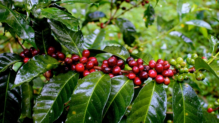 Giá cà phê hôm nay 21/9: Thu mua cao nhất ở mức 47.500 đồng/kg