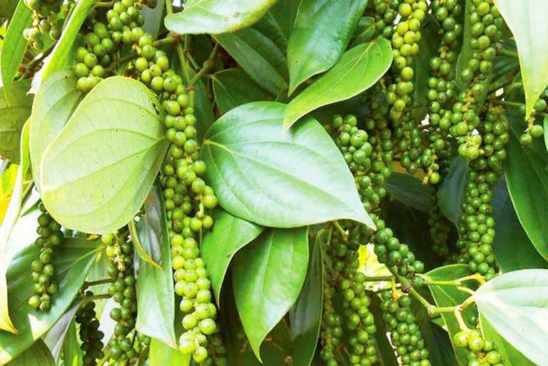 Giá tiêu hôm nay 6/10: Bắt đầu có nhiều khởi sắc