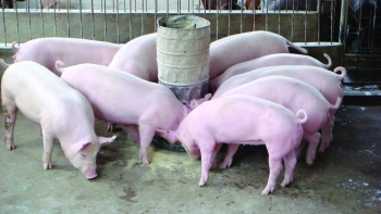 Giá heo hơi hôm nay 8/10: Có nơi giảm 3.000 đồng/kg