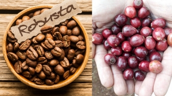 Giá cà phê hôm nay 9/10: Tăng 300 đồng/kg
