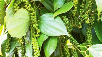Giá tiêu hôm nay 9/10: Thị trường duy trì ổn định