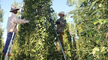 Giá tiêu hôm nay 10/10: Duy trì ổn định