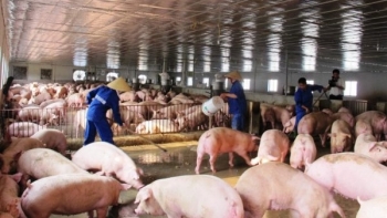 Giá heo hơi hôm nay 10/10: Đồng loạt đi ngang