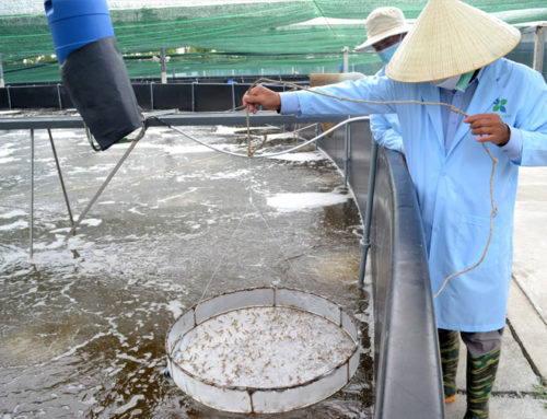 Bến Tre tập trung phát triển 8 chuỗi sản phẩm nông nghiệp chủ lực