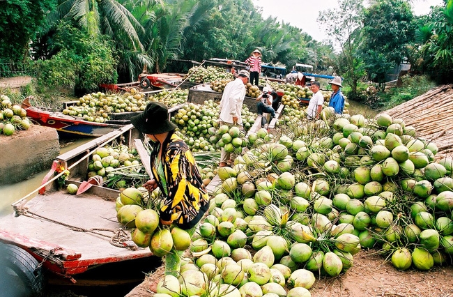 Tập trung xây dựng vùng sản xuất dừa theo hướng hữu cơ tại Bến Tre