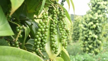Giá tiêu hôm nay 14/10: Giảm 500 đồng/kg