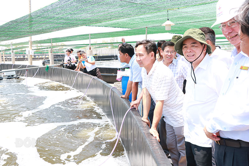 Tỉnh Bến Tre mở rộng diện tích nuôi tôm biển ứng dụng công nghệ cao