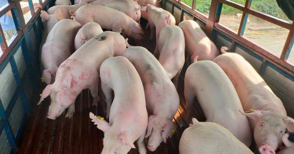 Giá heo hơi hôm nay 26/10: Tiếp tục giảm tại nhiều khu vực