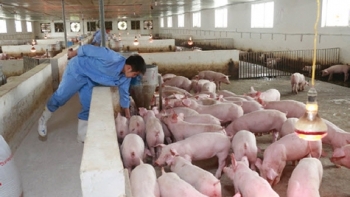 Giá heo hơi hôm nay 30/10: Giảm trên diện rộng