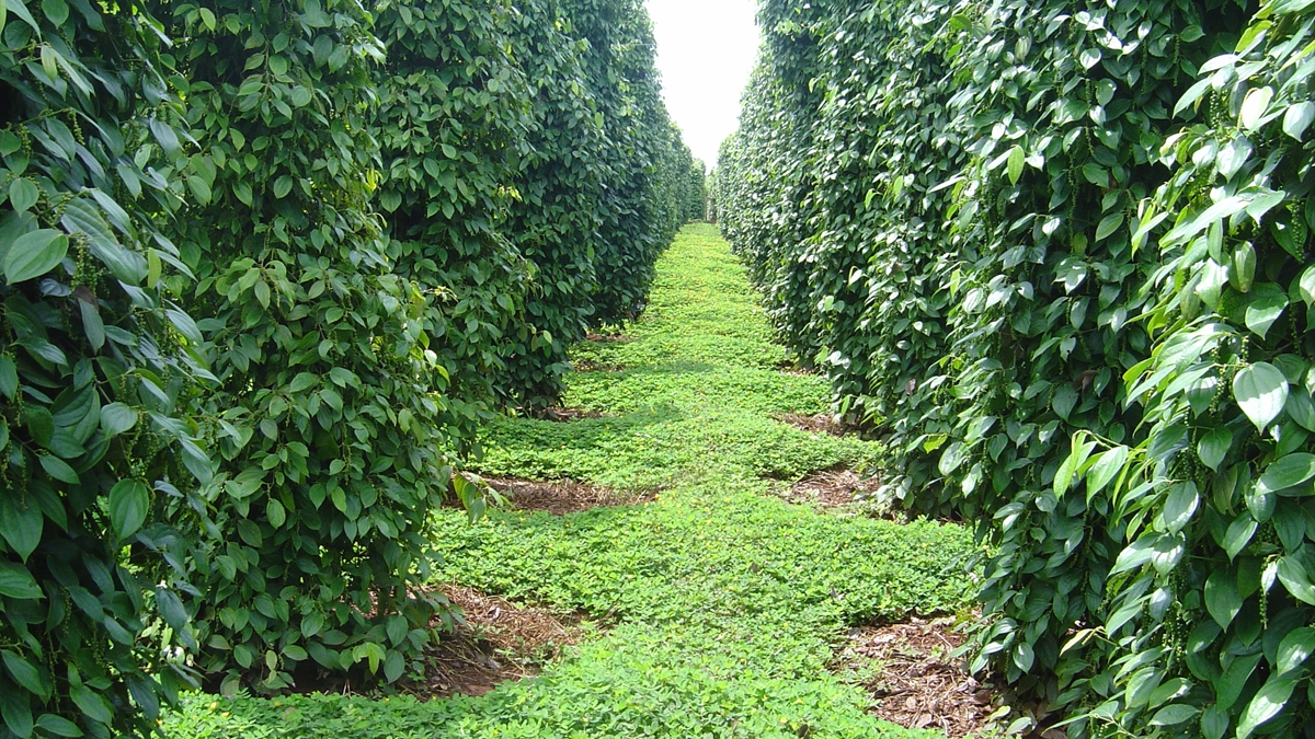 Giá tiêu hôm nay 31/10: Duy trì ổn định