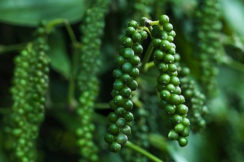 Giá tiêu hôm nay 3/11: Chững lại tại các vùng trồng trọng điểm