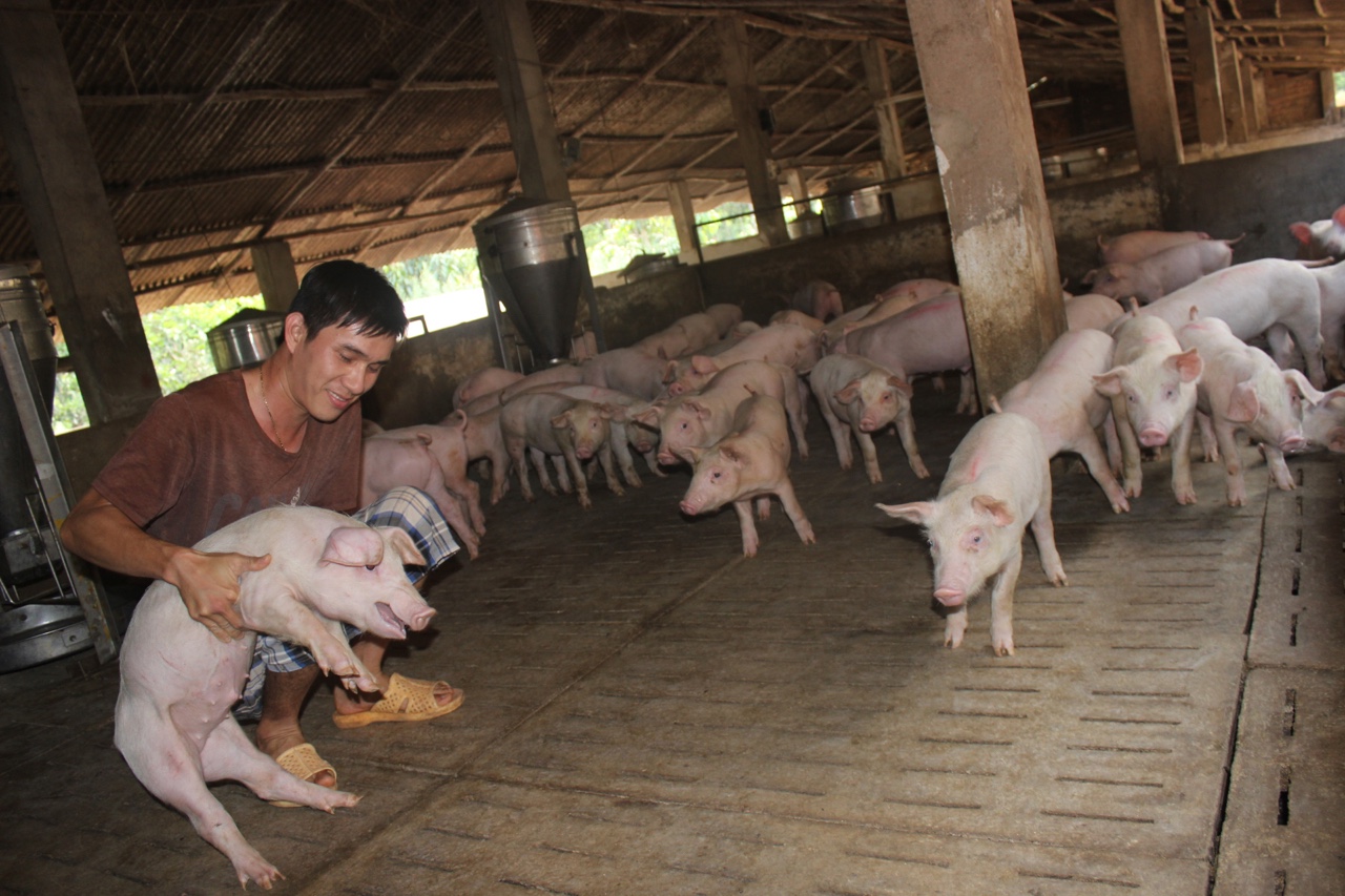 Giá heo hơi hôm nay 4/11: Giảm rải rác ở một số tỉnh thành trong cả nước