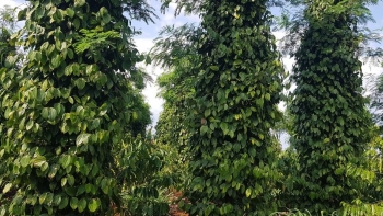 Giá tiêu hôm nay 7/11: Đảo chiều tăng 1.000 đồng/kg