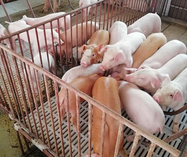 Giá heo hơi hôm nay 15/11: Giảm rải rác tại các tỉnh, thành phố