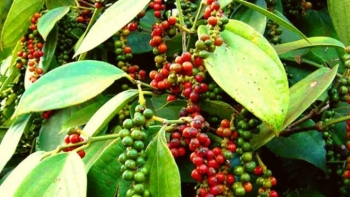 Giá tiêu hôm nay 21/11: Vẫn trong chuỗi ngày đi ngang