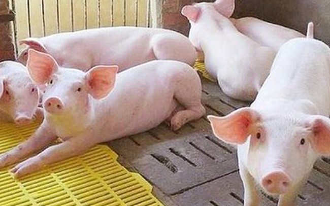 Giá heo hơi hôm nay 27/11: Miền Bắc ghi nhận tăng cao nhất 3.000 đồng/kg