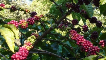Giá cà phê hôm nay 3/12: Robusta và Arabica đều có xu hướng giảm