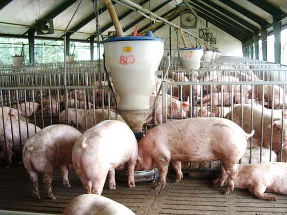 Giá heo hơi hôm nay 7/12: Đồng loạt giảm tại nhiều địa phương