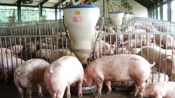 Giá heo hơi hôm nay 7/12: Đồng loạt giảm tại nhiều địa phương