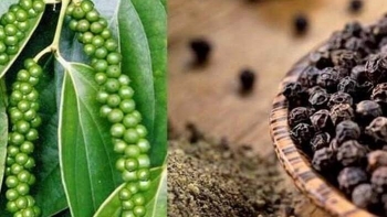 Giá tiêu hôm nay 12/12: Cao nhất ở mức 62.000 đồng/kg