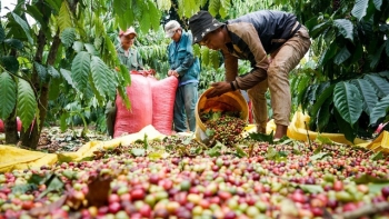 Giá cà phê hôm nay 12/12: Tiến sát mốc 41.000 đồng/kg
