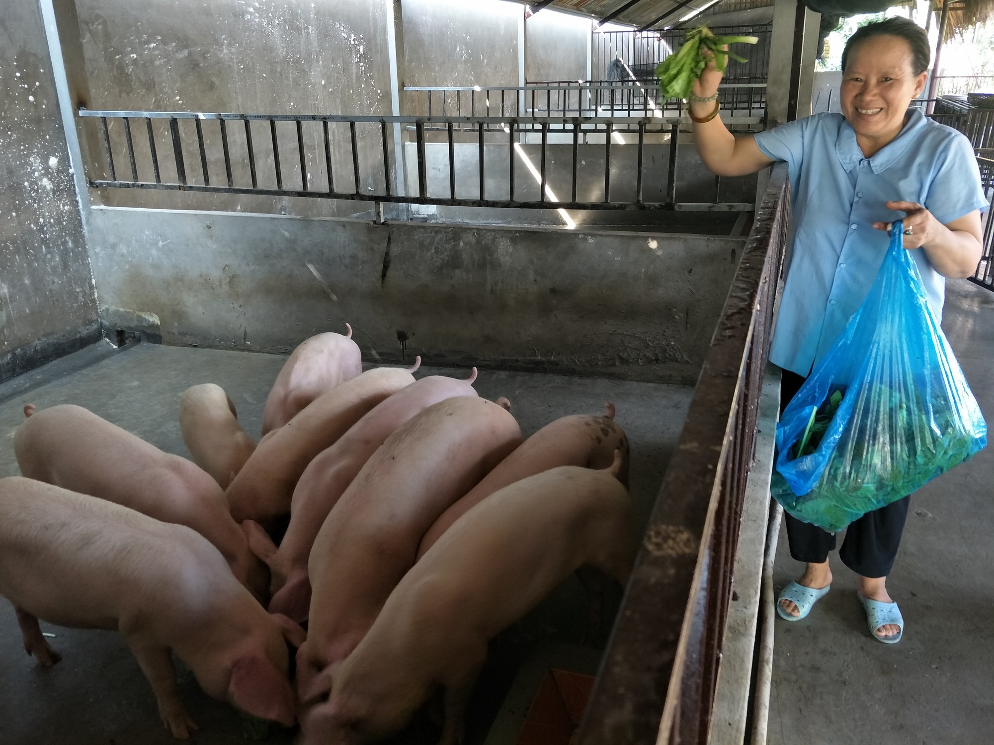 Giá heo hơi hôm nay 15/12: Giảm tại khu vực miền Trung, Tây Nguyên và miền Nam