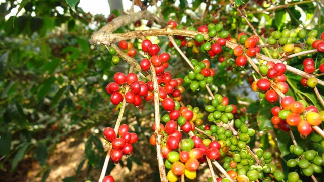 Giá cà phê hôm nay 16/12: Arabica và Robusta tăng