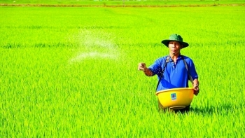 Giá phân bón hôm nay 16/12:  Duy trì ổn định