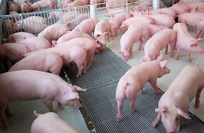 Giá heo hơi hôm nay 17/12:  Đi ngang trên cả ba miền
