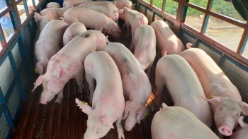 Giá heo hơi hôm nay 18/12: Biến động trái chiều