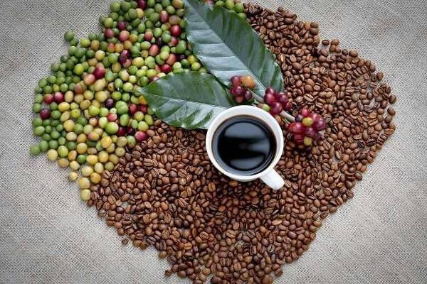 Giá cà phê hôm nay 21/12: Giảm nhẹ ở khu vực Tây Nguyên