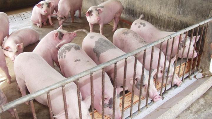 Giá heo hơi hôm nay 24/12: Ghi nhật mức thu mua cao nhất là  54.000 đồng/kg